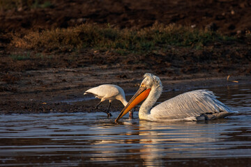 White Pelican in a Small Water Body at Little Rann of Kutch