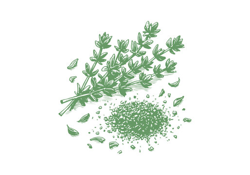 green thyme sprigs and leaves on white clip art preview