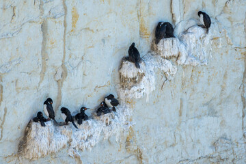 cormoran cuello blanco