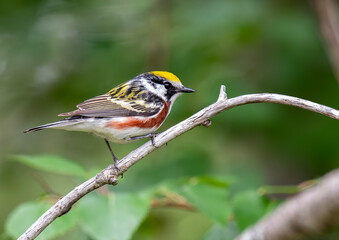 Chestnut-sided Warbler on Branch