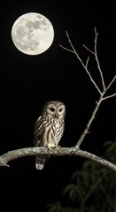 Majestic owl perched on branch against full moon in night sky