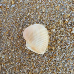 seashells on the sand