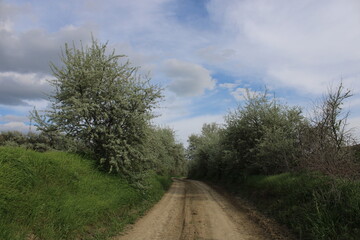 Country Road in Spring. Spring Path