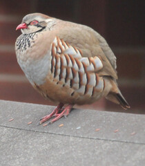 Two red legged partridge in Norwich