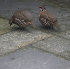 Two red legged partridge in Norwich