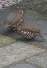Two red legged partridge in Norwich