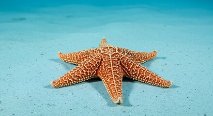 Starfish Resting on Sandy Ocean Floor in Shallow Turquoise Water