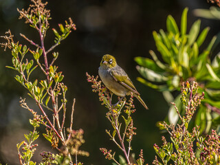Capricorn Sivereye Atop Berry Covered Branches