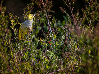 Capricorn Sivereye Feeding On Berries
