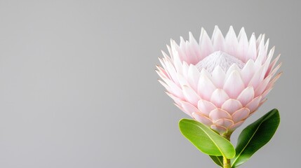 Pink protea flower on gray background, nature, elegance, floral design