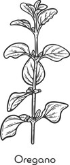 Oregano herb spice leaves stem twig branch plant packaging ingredient cuisine medicine treatment cooking engraving hand drawn illustration black white isolated vintage line art sketch silhouette