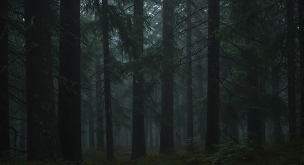 Fototapeta premium Rain-soaked forest interior - Solitude and mystery - Nature photography for travel blogs