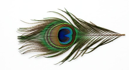 Obraz premium Peacock Feather Lying on a White Background with Vivid Colors