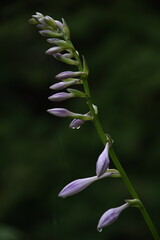 Close up of a white hyacinth