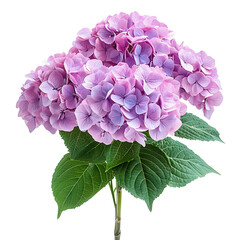 A Vibrant Pink Hydrangea Plant with Large Blooms Isolated on Transparent Background