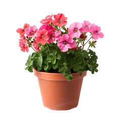A Small Potted Geranium Plant with Bright Pink Flowers Isolated on Transparent Background