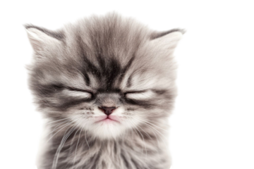 Close-up portrait of a fluffy gray kitten with closed eyes, isolated on a transparent background