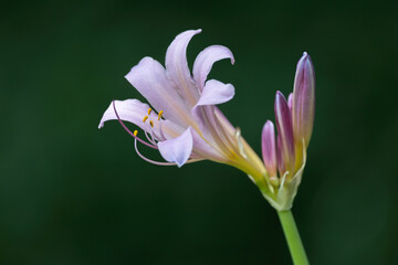 Fototapeta premium resurrection lily, lycoris squamigera