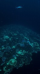 Fototapeta premium Marine biodiversity: enchanting coral reef expedition with vibrant colors