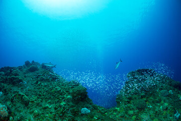 Obraz premium 沈船に群れるスカシテンジクダイ 小笠原