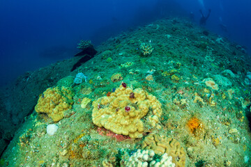 イバラカンザシ　小笠原