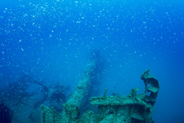 沈船に群れるスカシテンジクダイ　小笠原