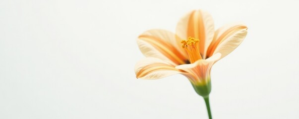 A delicate balance of orange and white in a solitary mixed flower against a crisp white background, white, nature, bloom