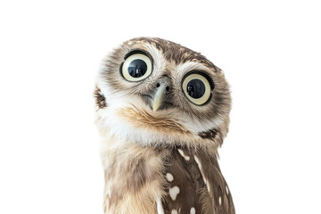 Obraz premium Close-up portrait of an avian with large eyes and mottled brown plumage against a transparent background. It evokes curiosity and observation, highlighting the bird's unique features and gaze