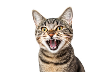 Close up portrait of a generic cat with open mouth and showing teeth against a transparent background