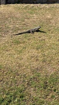 Lagarto Overo suelto