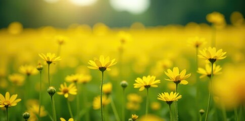 Fototapeta premium Dense field of bright yellow flowers with a soft fuzzy texture, flora, field, flowers