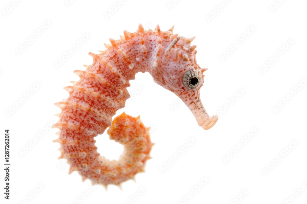 Poster close up of a seahorse with a detailed texture and intricate patterns on a transparent background