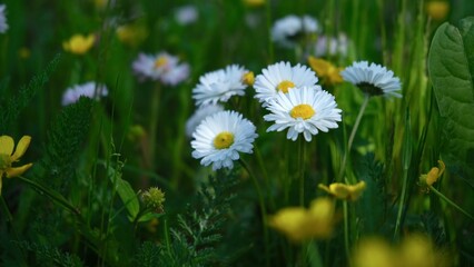 Close-up of white daisies in dark grass. Floral background. Soft selective focus, shallow depth of field.