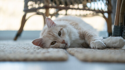 Beautiful cat from a low angle