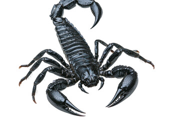 Generic description of an animal on transparent background. Detailed view of the creature with segmented body and pincers