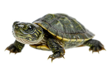 Obraz premium Close-up of a creature with green and yellow patterns on its shell, isolated on a transparent background