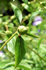 Tulip flowers with colors that adorn spring