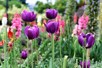 Spring flowers, especially tulips, blooming in parks