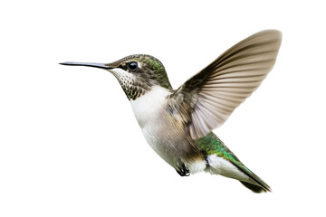 Fototapeta premium Hummingbird in flight with spread wings isolated on transparent background. Showing details of feathers and body coloration. Soft lighting