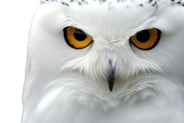 Obraz premium Close-up portrait of an owl with intense eyes on a transparent background. Focus on sharp details and feathers
