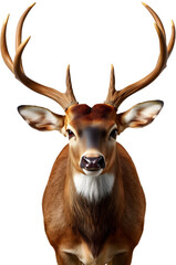 Majestic Deer with Large Antlers isolated on transparent background.generative AI