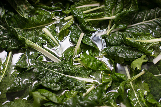 Close up of freshly picked silverbeet spinach leaves in water