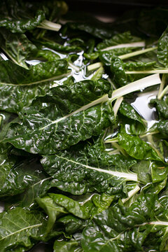 Close up of freshly picked silverbeet spinach leaves in water