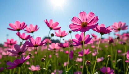 Fototapeta premium A vibrant field of pink cosmos flowers stretches towards a clear, bright blue sky, capturing the essence of a perfect summer day.