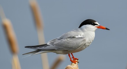 Common Tern Bird Perched on Cattail with Orange Beak and Feet