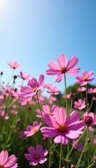 Fototapeta premium A vibrant field of pink cosmos flowers stretches towards a clear, bright blue sky, capturing the essence of a perfect summer day.