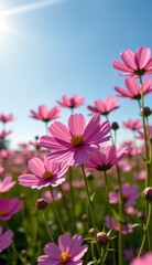A vibrant field of pink cosmos flowers stretches towards a clear, bright blue sky, capturing the essence of a perfect summer day.