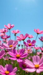 A vibrant field of pink cosmos flowers stretches towards a clear, bright blue sky, capturing the essence of a perfect summer day.
