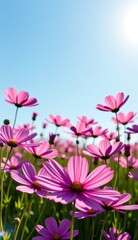 A vibrant field of pink cosmos flowers stretches towards a clear, bright blue sky, capturing the essence of a perfect summer day.