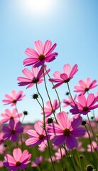 A vibrant field of pink cosmos flowers stretches towards a clear, bright blue sky, capturing the essence of a perfect summer day.
